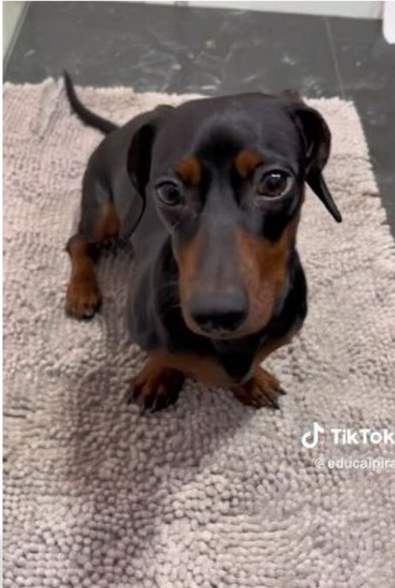 Un cane Bassotto seduto in cucina