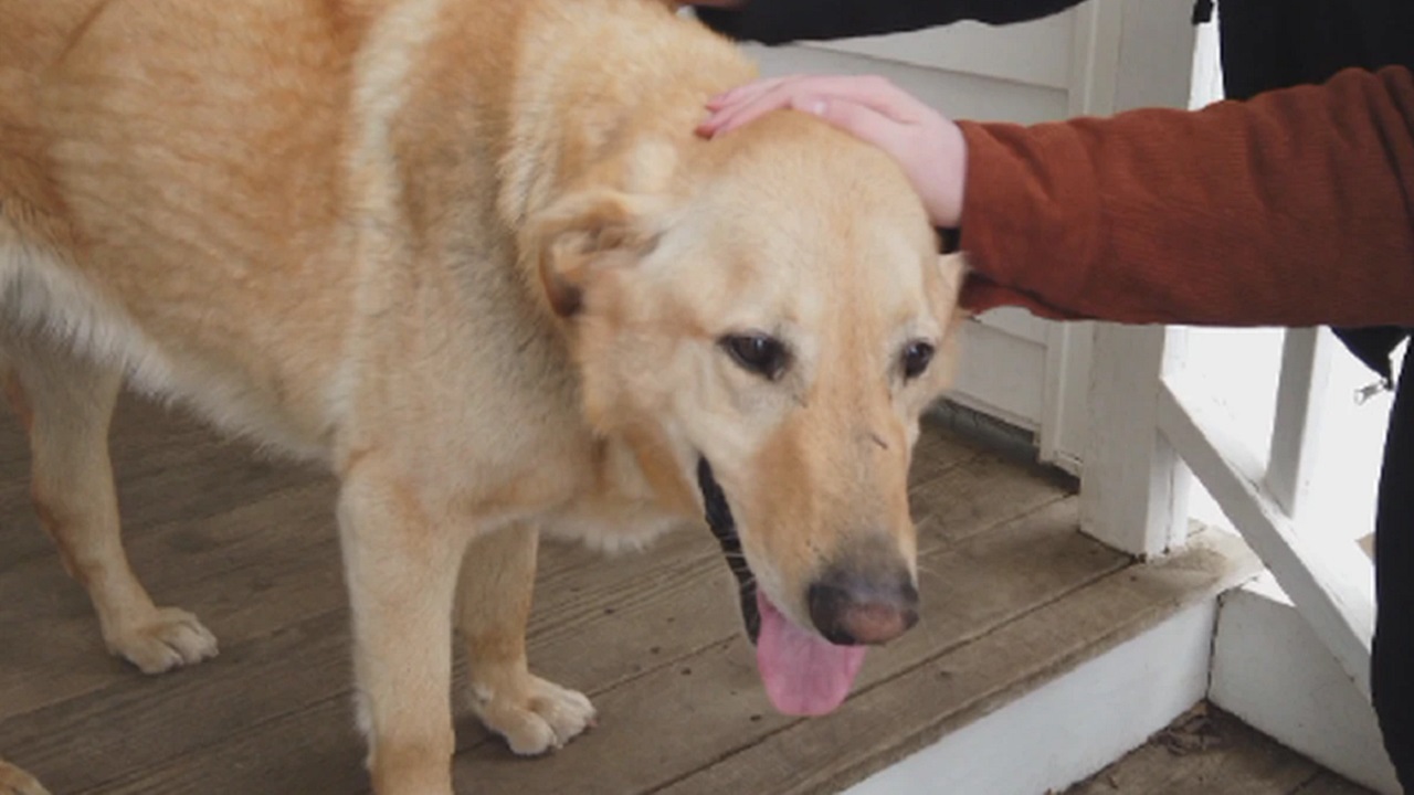 Cane color miele accarezzato dalla famiglia