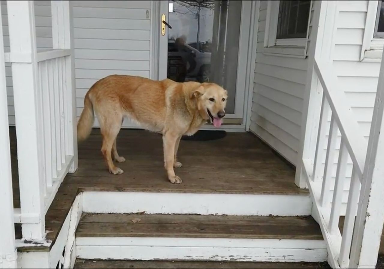 Cane di fronte alla porta di casa