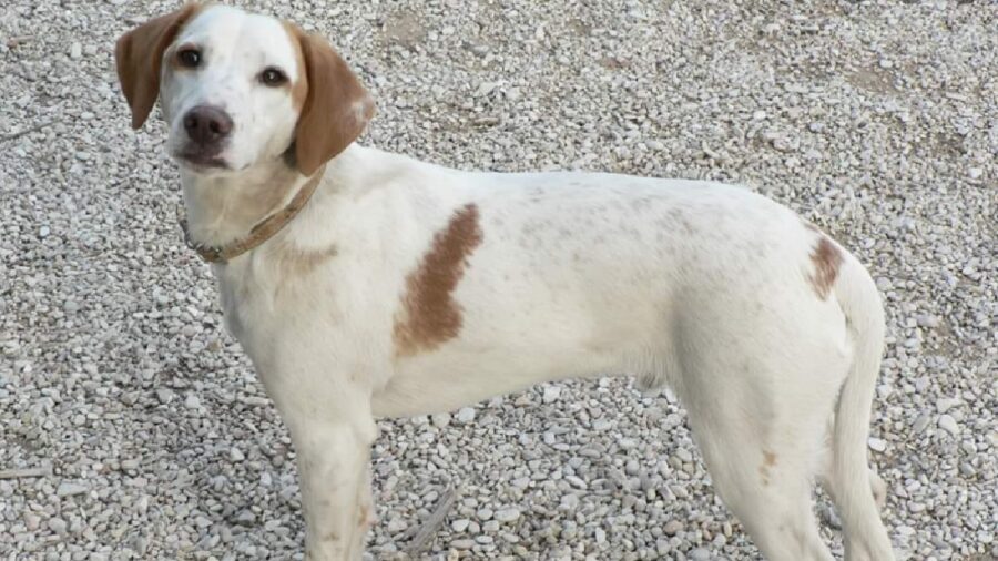 cane birillo pelo bianco macchiato