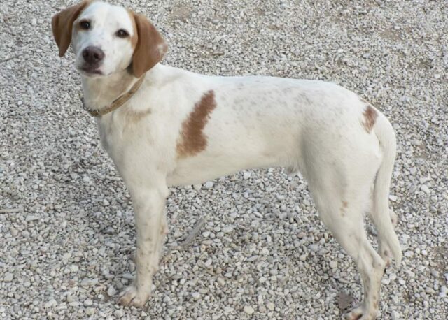 Fano, Birillo non c’è più, si da il via alle ricerche per rintracciare questo cagnolino scomparso