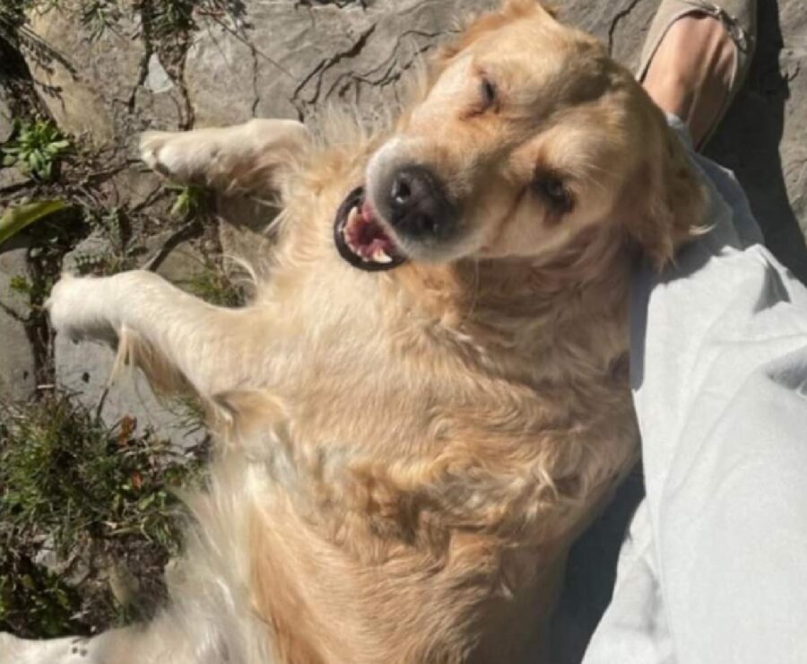 cagnolina sorriso in camera