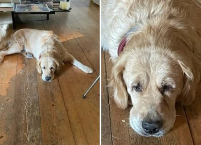 Fiesole, Golden Retriever in fuga, dispersa una cagnolina di 10 anni che risponde al nome di Pandora