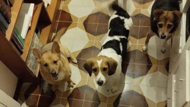 Flavia De Conca, dopo la sua morte si cerca casa per i suoi 5 cani