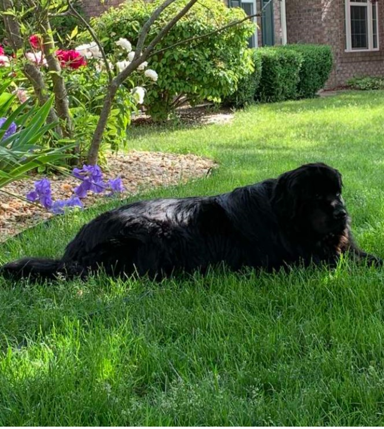 un cane sdraiato sull'erba