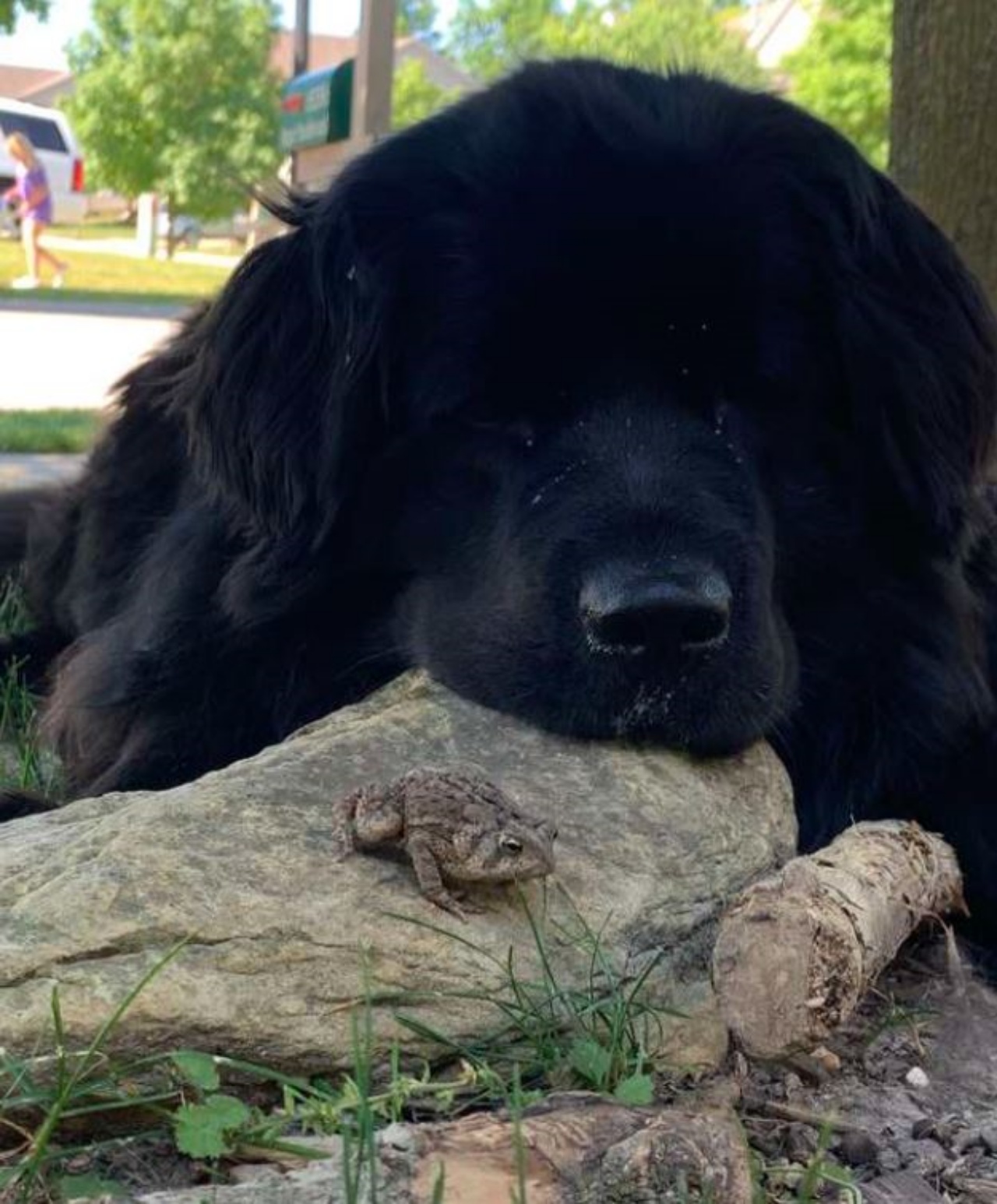 un cane di nome Foxtrot e un rospo