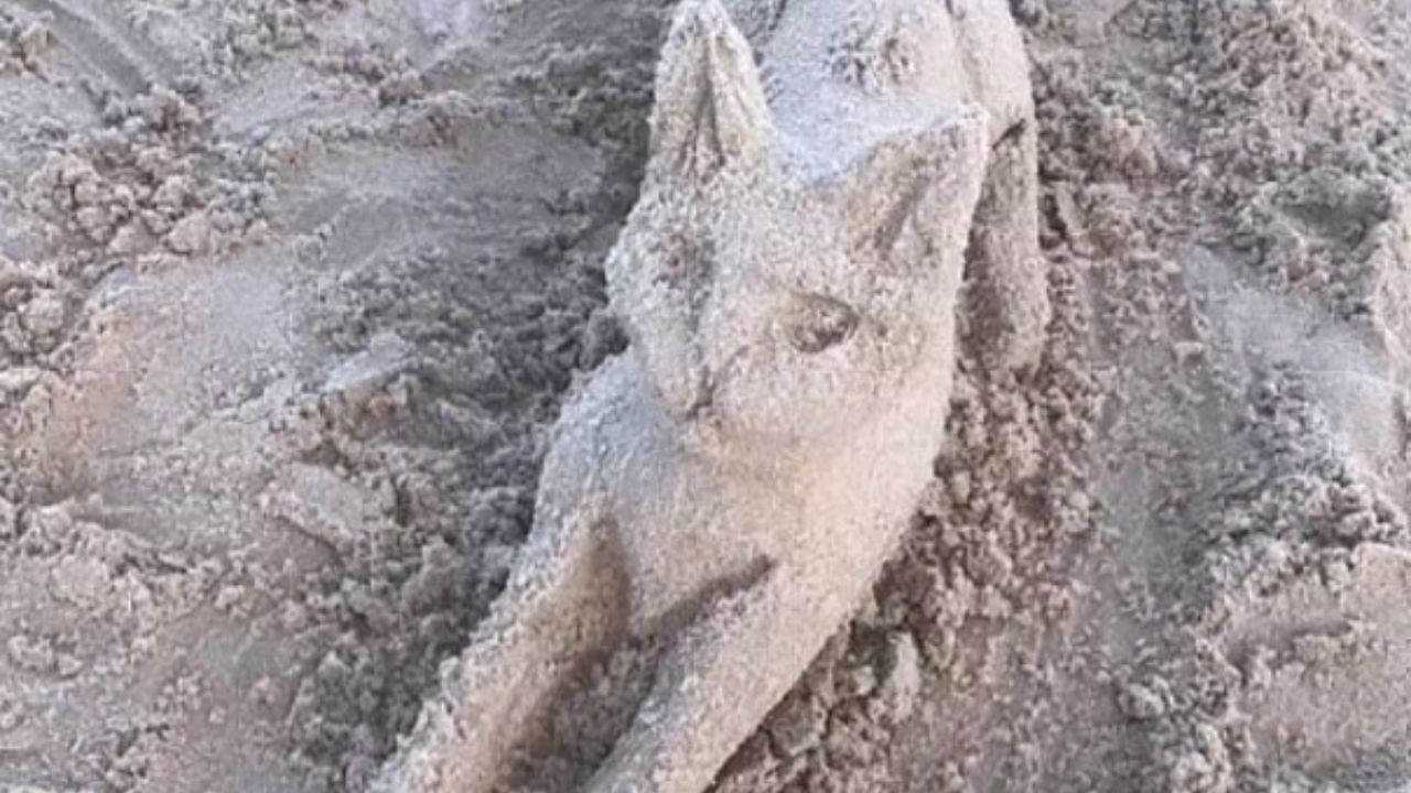 gatto di sabbia