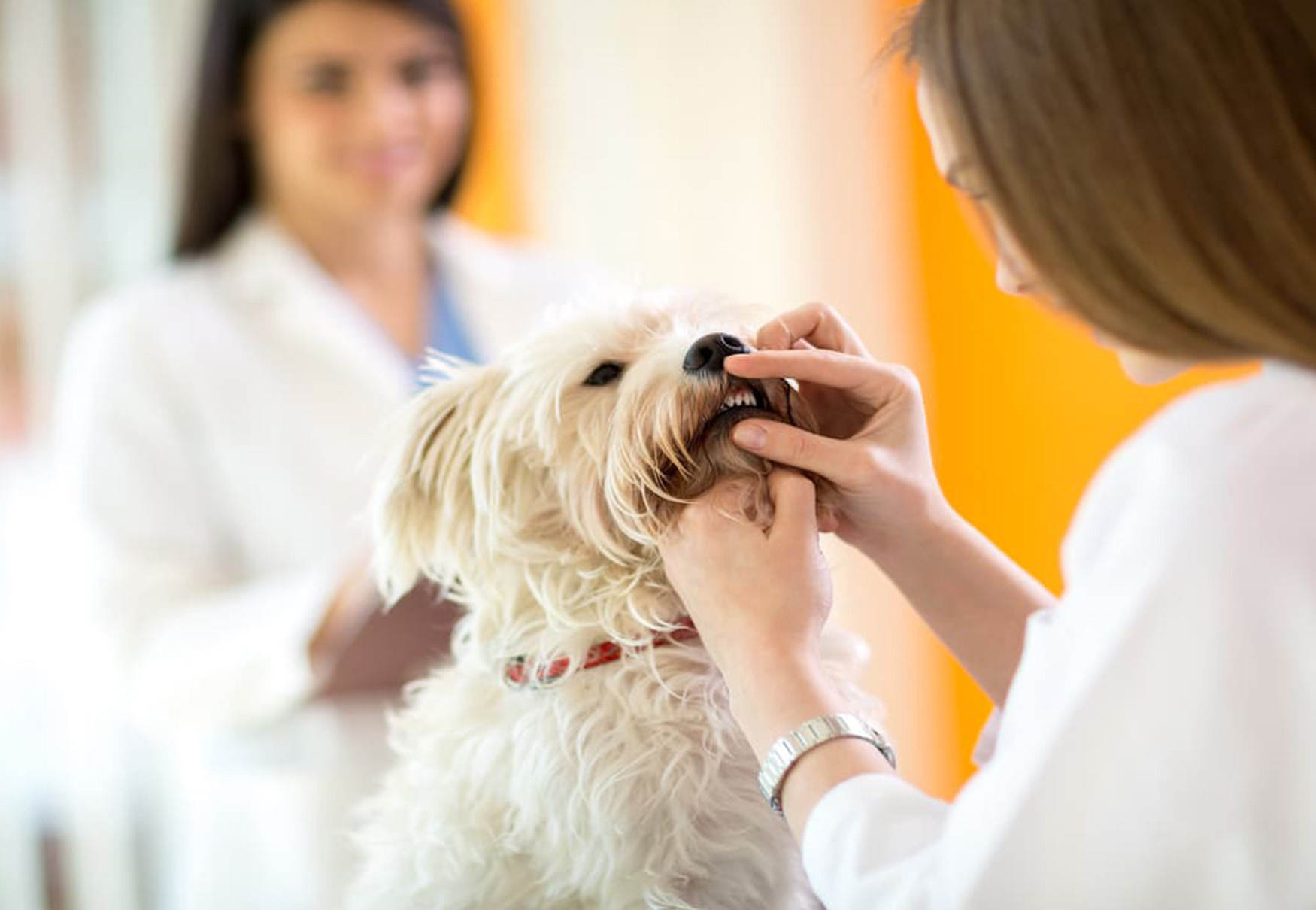 cane a visita da veterinaria