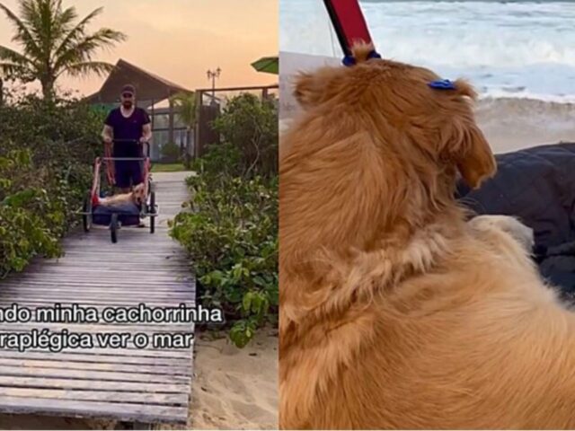 Questa Golden Retriever paraplegica va a vedere il mare