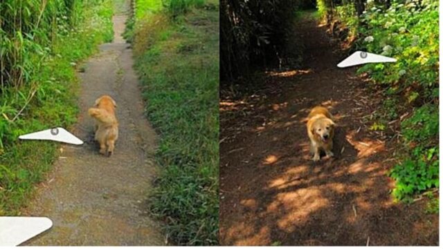Golden Retriever diventa famoso grazie a Google Maps; conosciamolo insieme