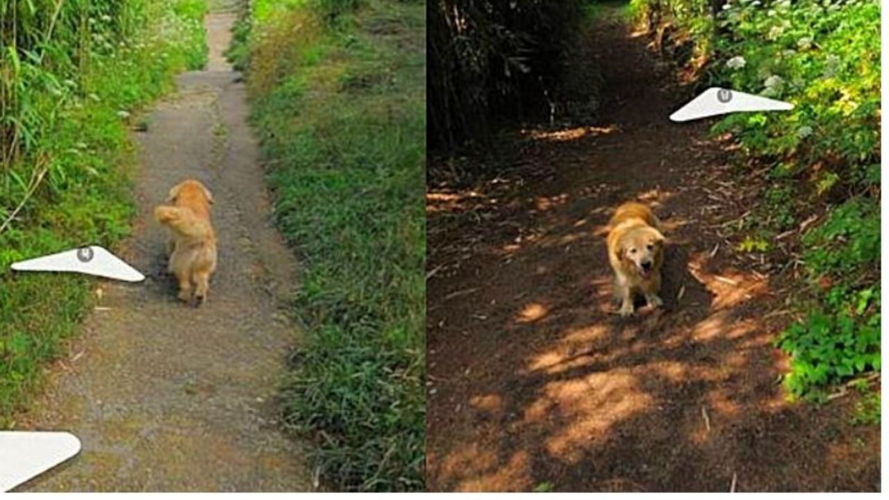 Un cane su Google Maps