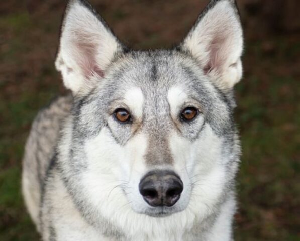 Ibrido cane-lupo trova casa per sempre: la storia di Zeus fa il giro del mondo