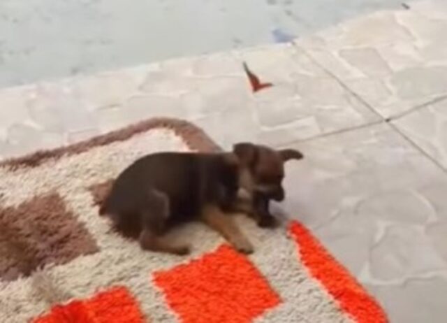 Il cucciolo di cane incontra una farfalla: ecco a voi il loro tenero incontro (VIDEO)