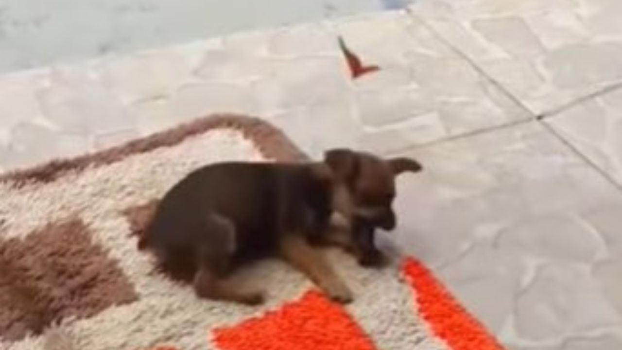 chihuahua ha un nuovo amico