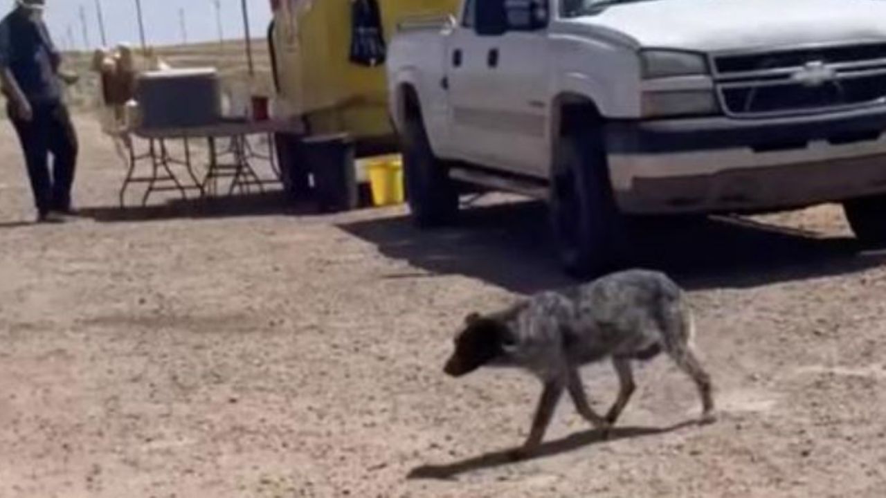 un cane in strada