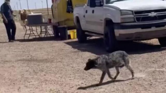 Cane solo e indifeso in strada, abbandonato a se stesso, finalmente trova qualcuno di cui si fida