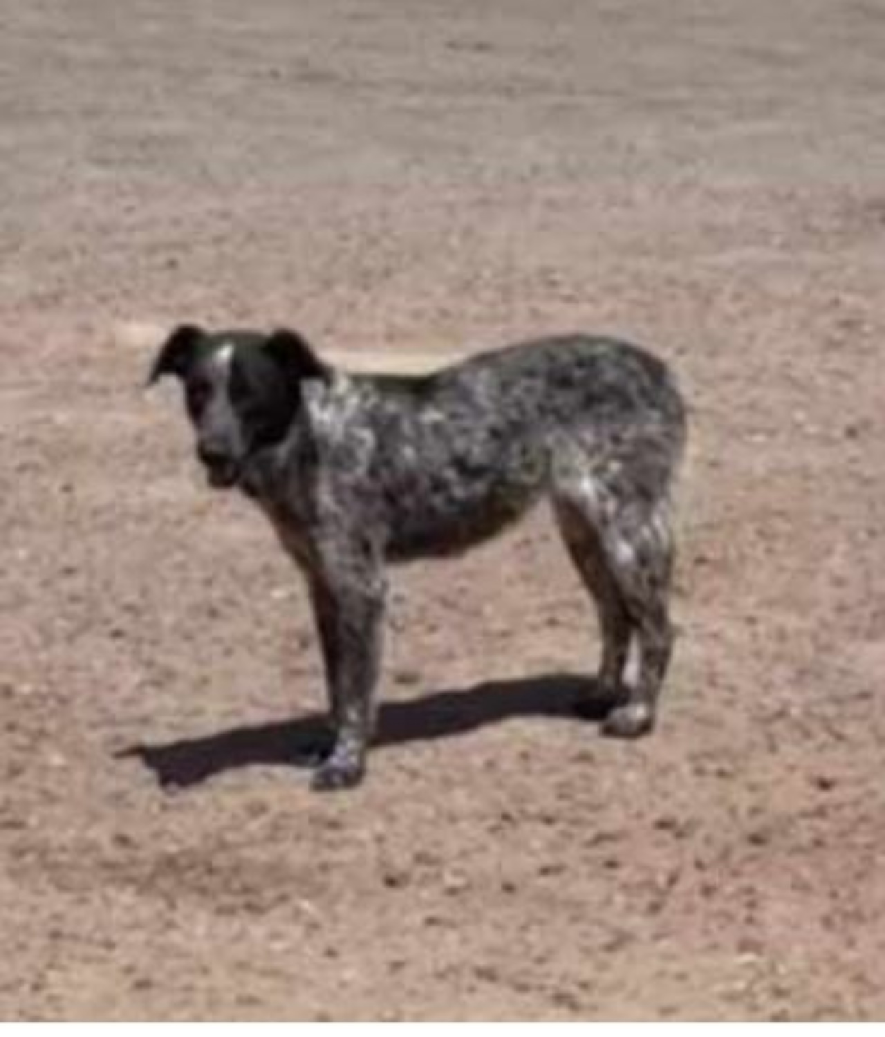 Un cane solo in strada