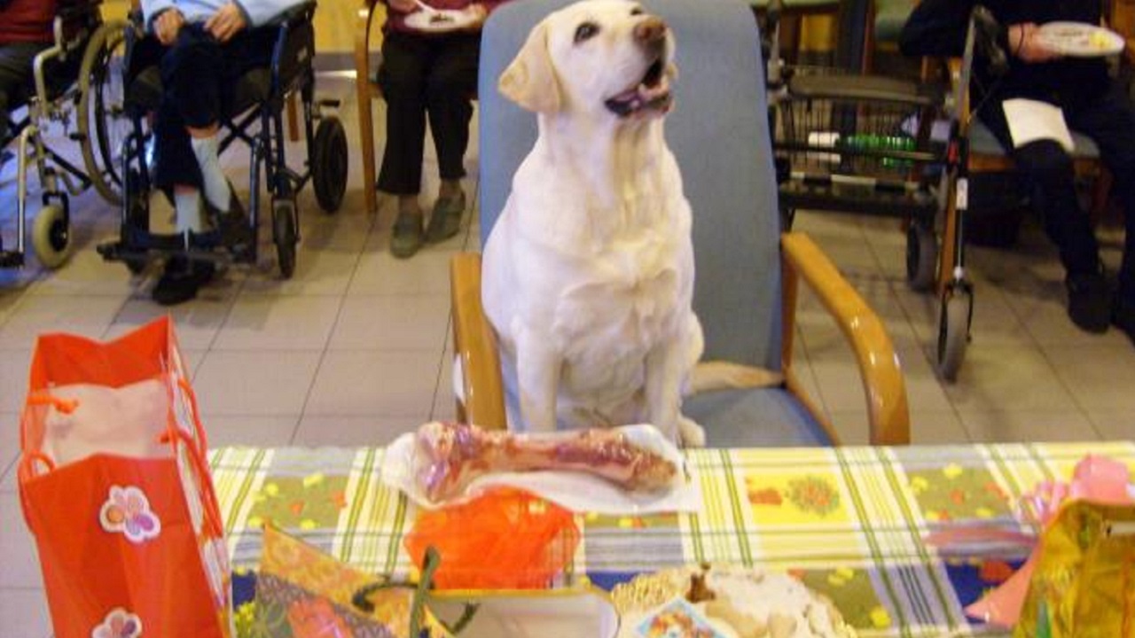Compleanno del cane Labrador