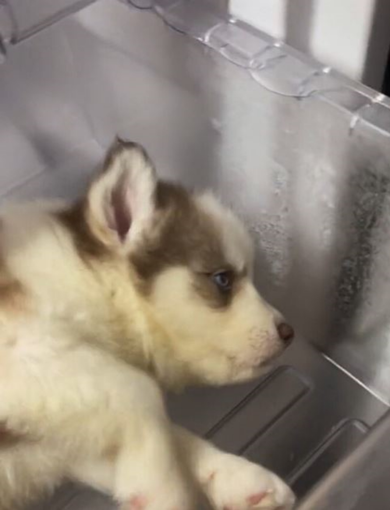 Un cucciolo di Siberian Husky dentro un frigorifero
