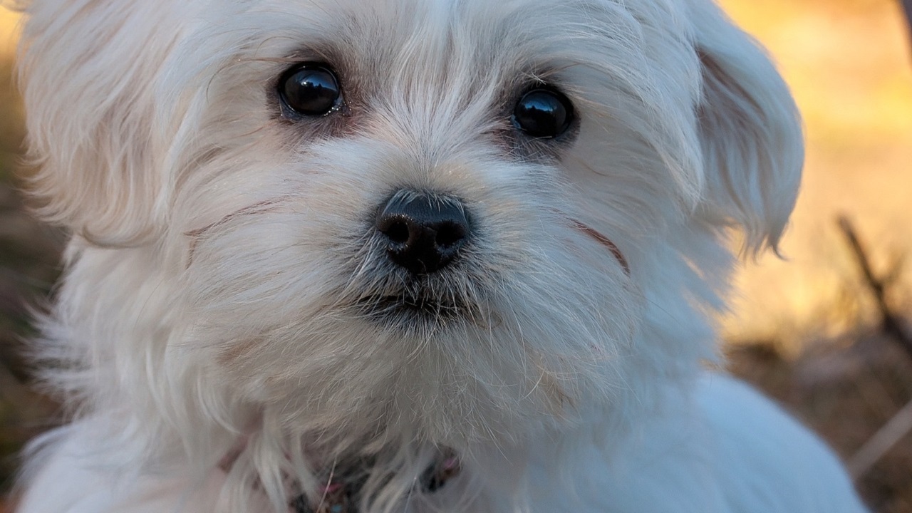 Cucciolo di Maltese bianco