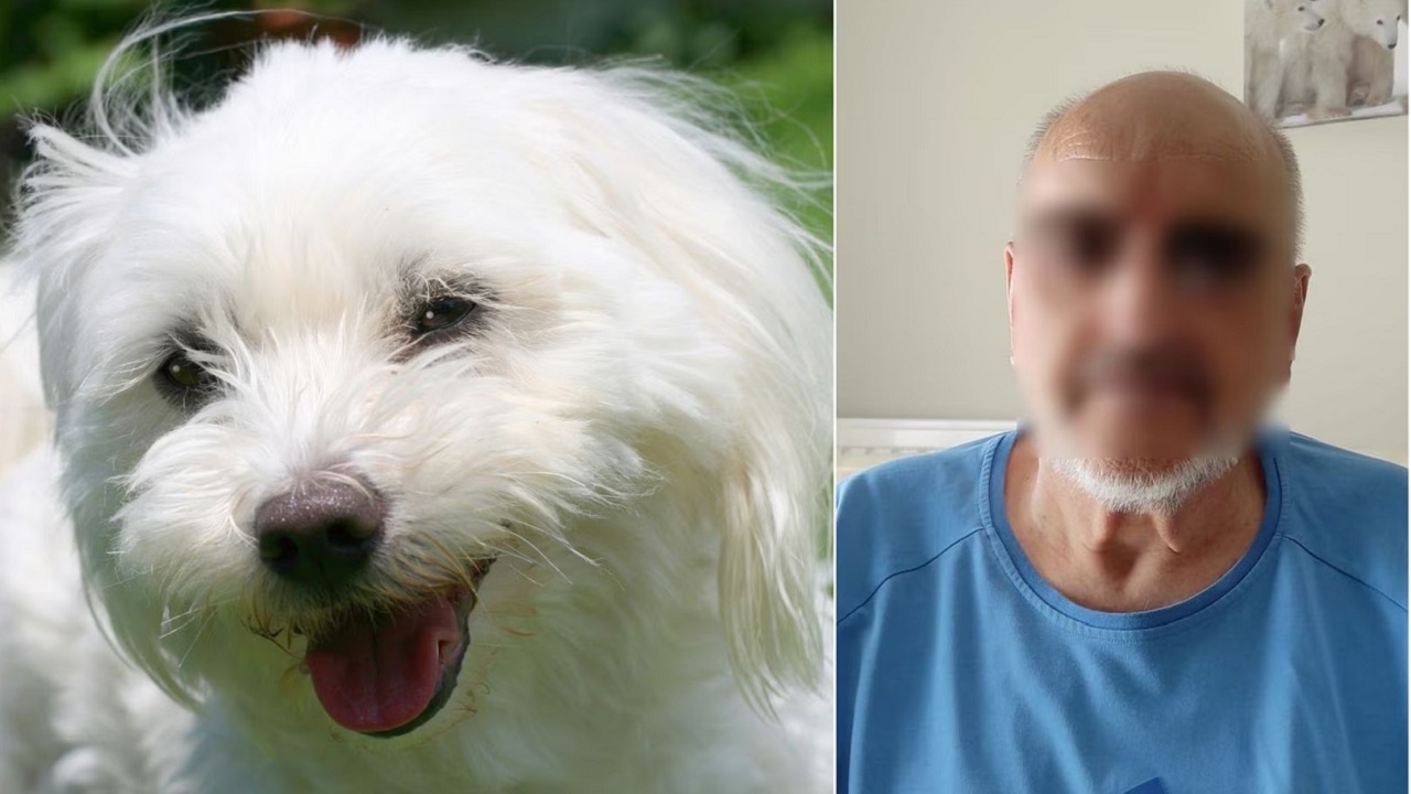 Cane maltese e anziano signore