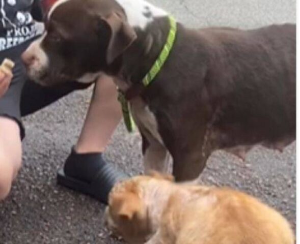 Mamma abbraccia il cucciolo per scaldarlo in strada e proteggerlo dal freddo
