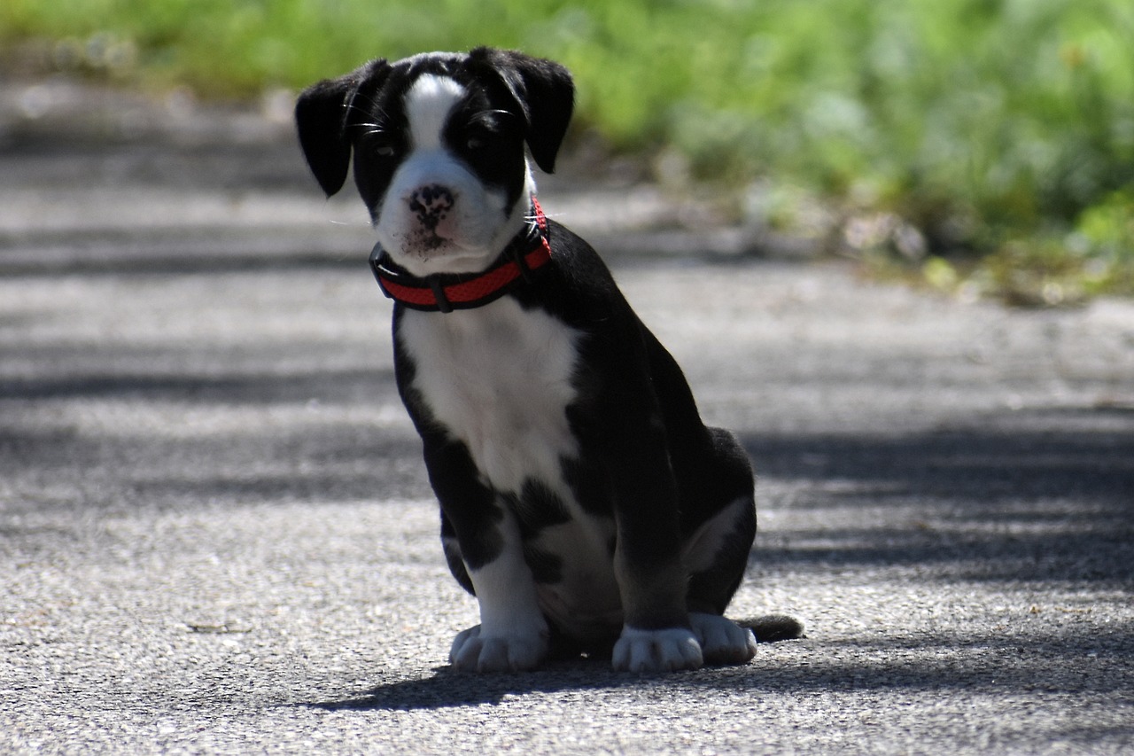 Cucciolo di razza America Bully