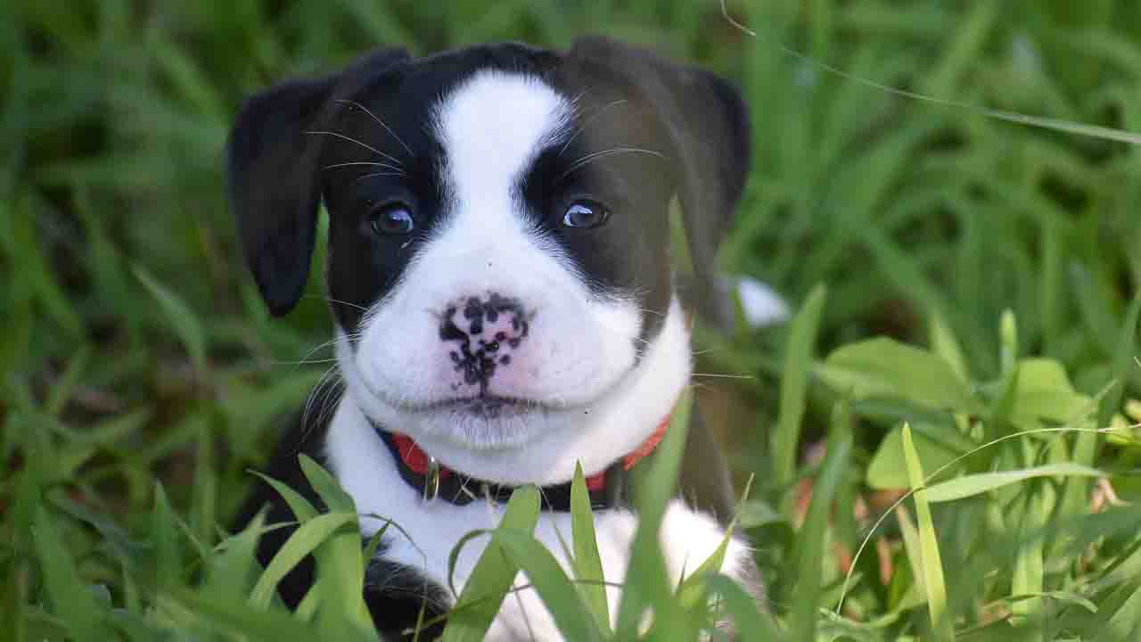 American Bully nel prato