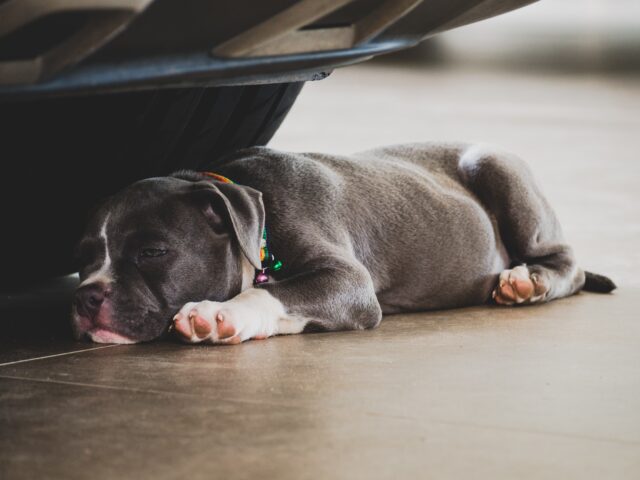 Mamma e 4 cuccioli di American Bully morti in un box, in un incendio ad Afragola
