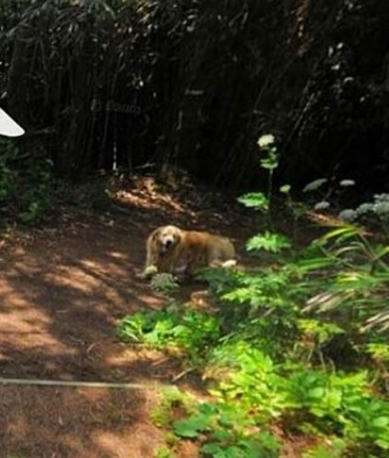 un cane di nome Maru su u'isola