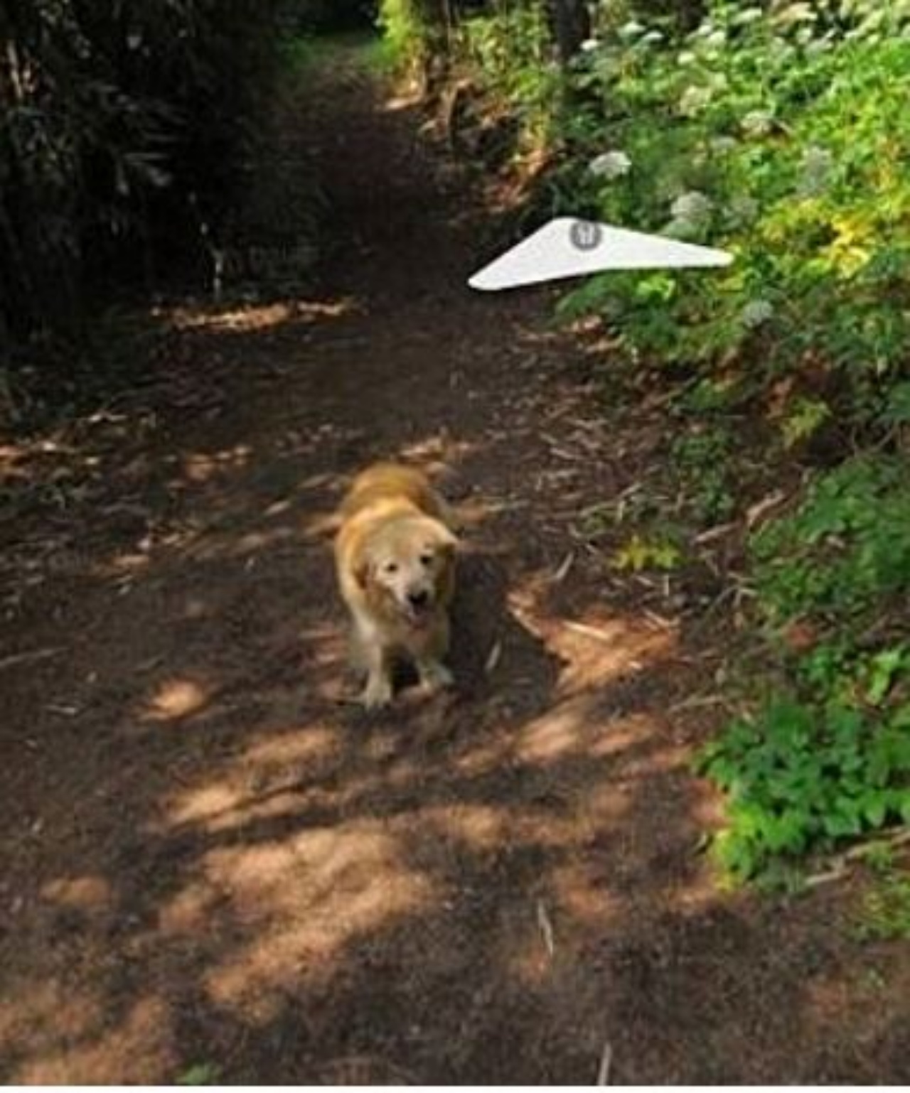 Un Golden Retriever su un'isola che fa da guida ai turisti