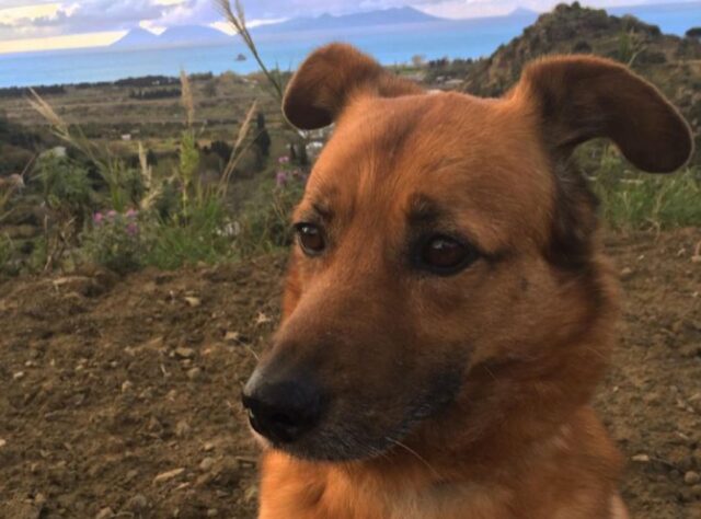 Messina, un meticcio si allontana di casa per poi smarrirsi, tutti sono alla ricerca di Fido