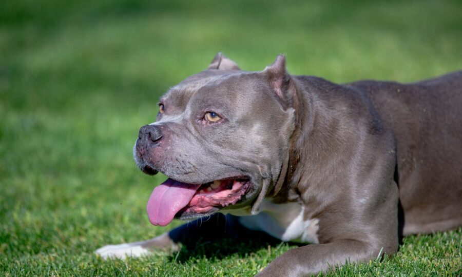 Un Mexican Pitbull sul prato