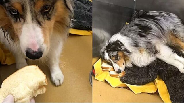 Medicine nel panino? Questo cane non la beve e non le mangia anzi, le trasforma in un cuscino