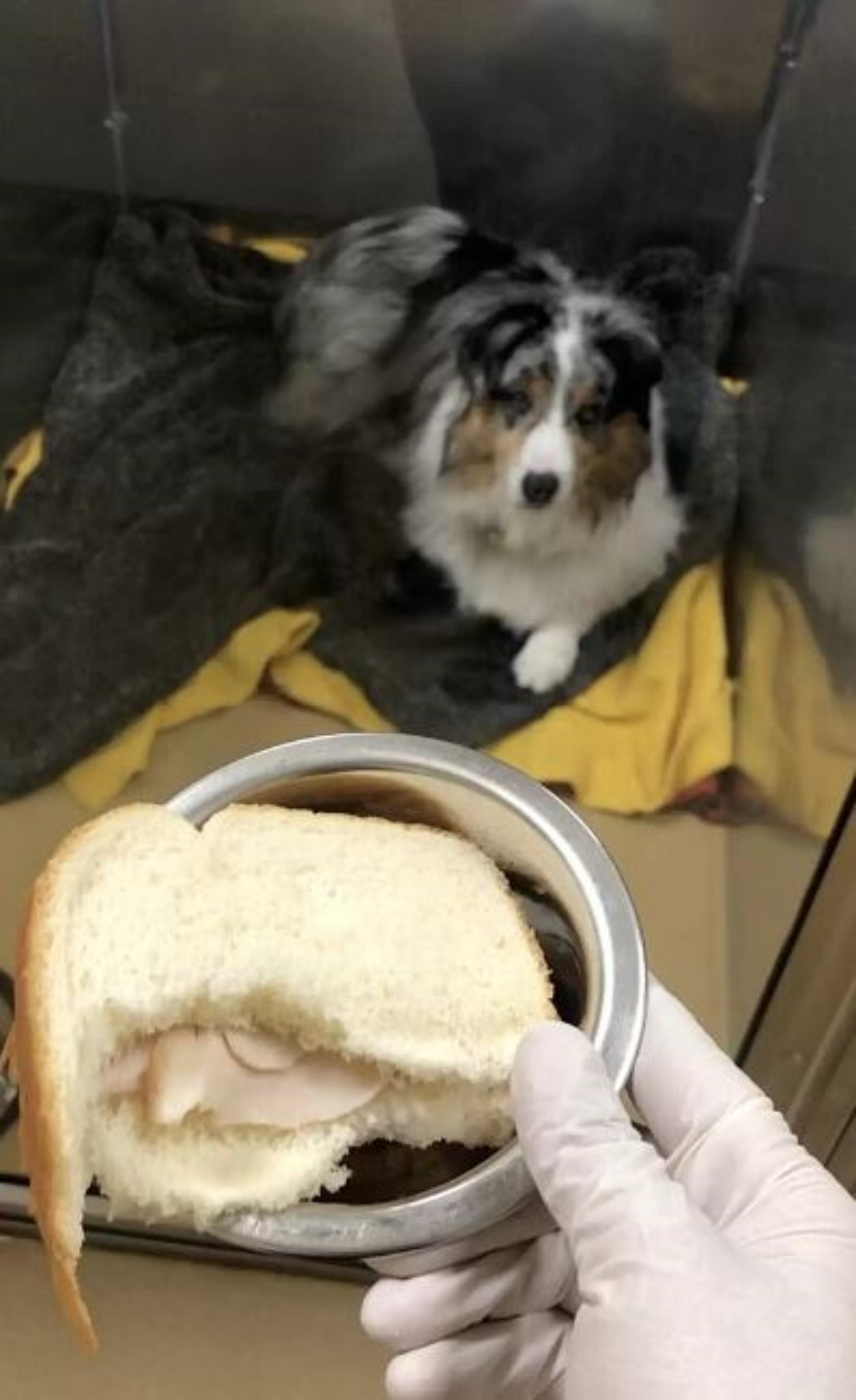 Un cane al quale viene offerto un panino