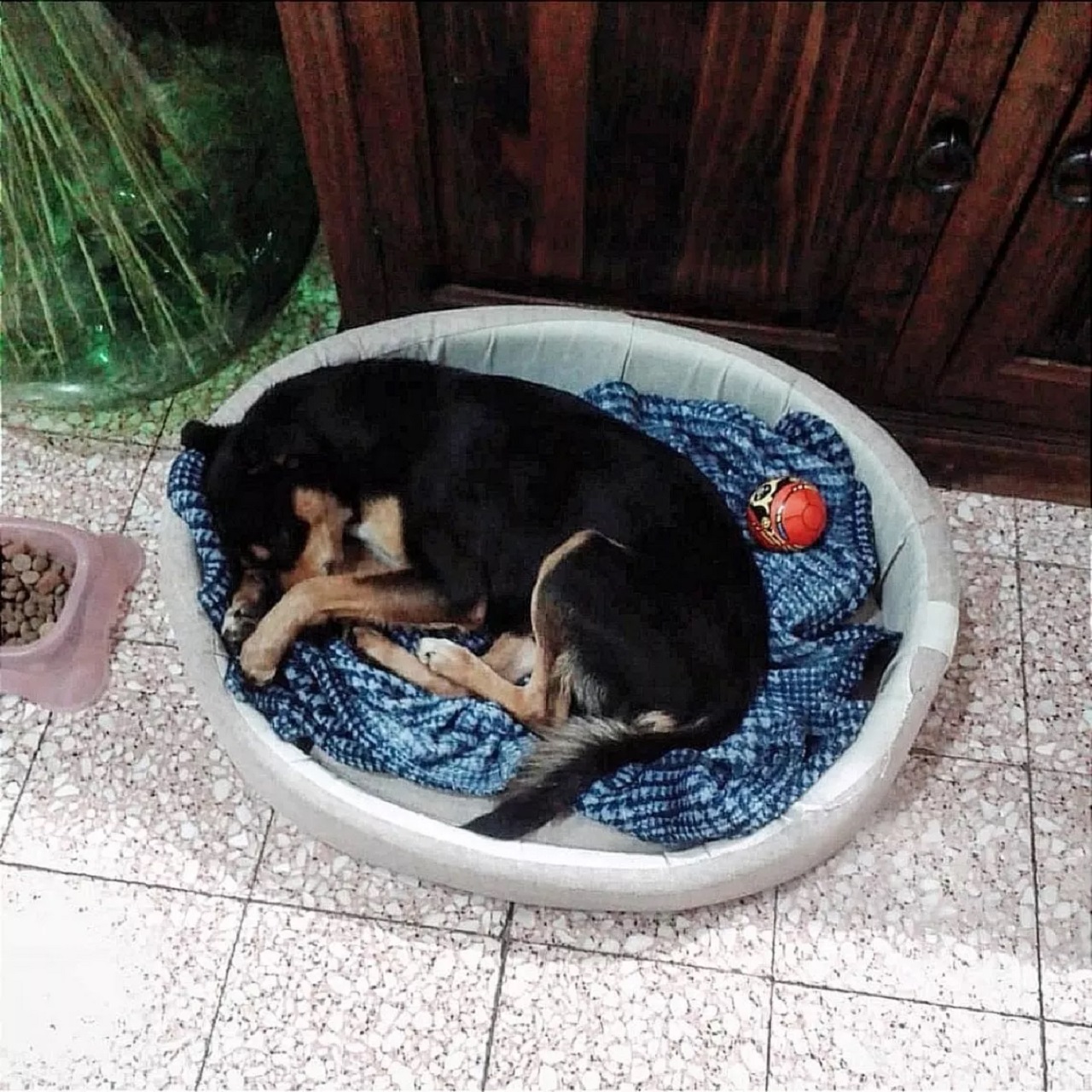 Cane di piccola taglia nella cuccia