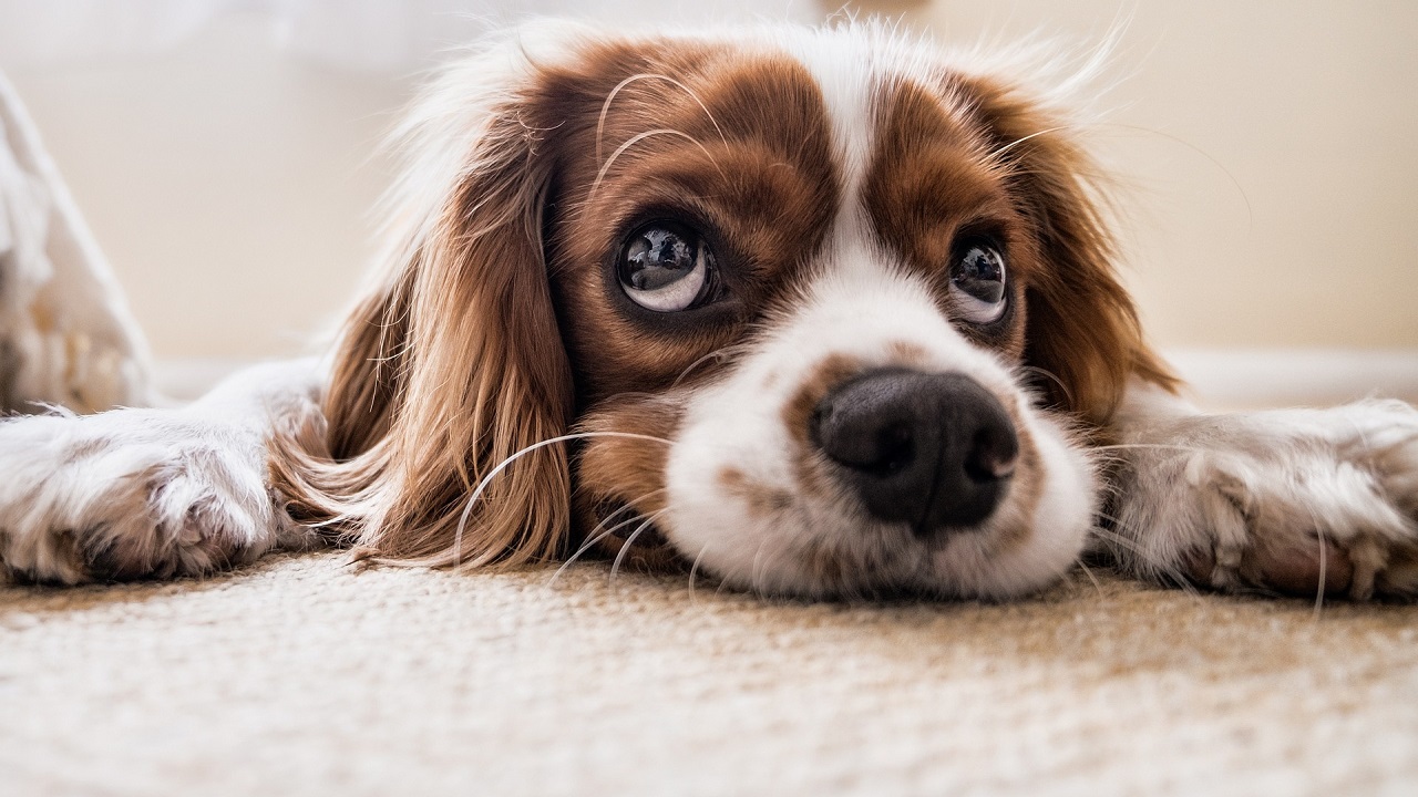 pillola anti-invecchiamento per i cani
