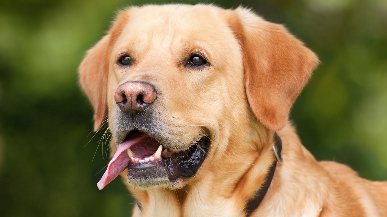pillola anti-invecchiamento per tutti i cani