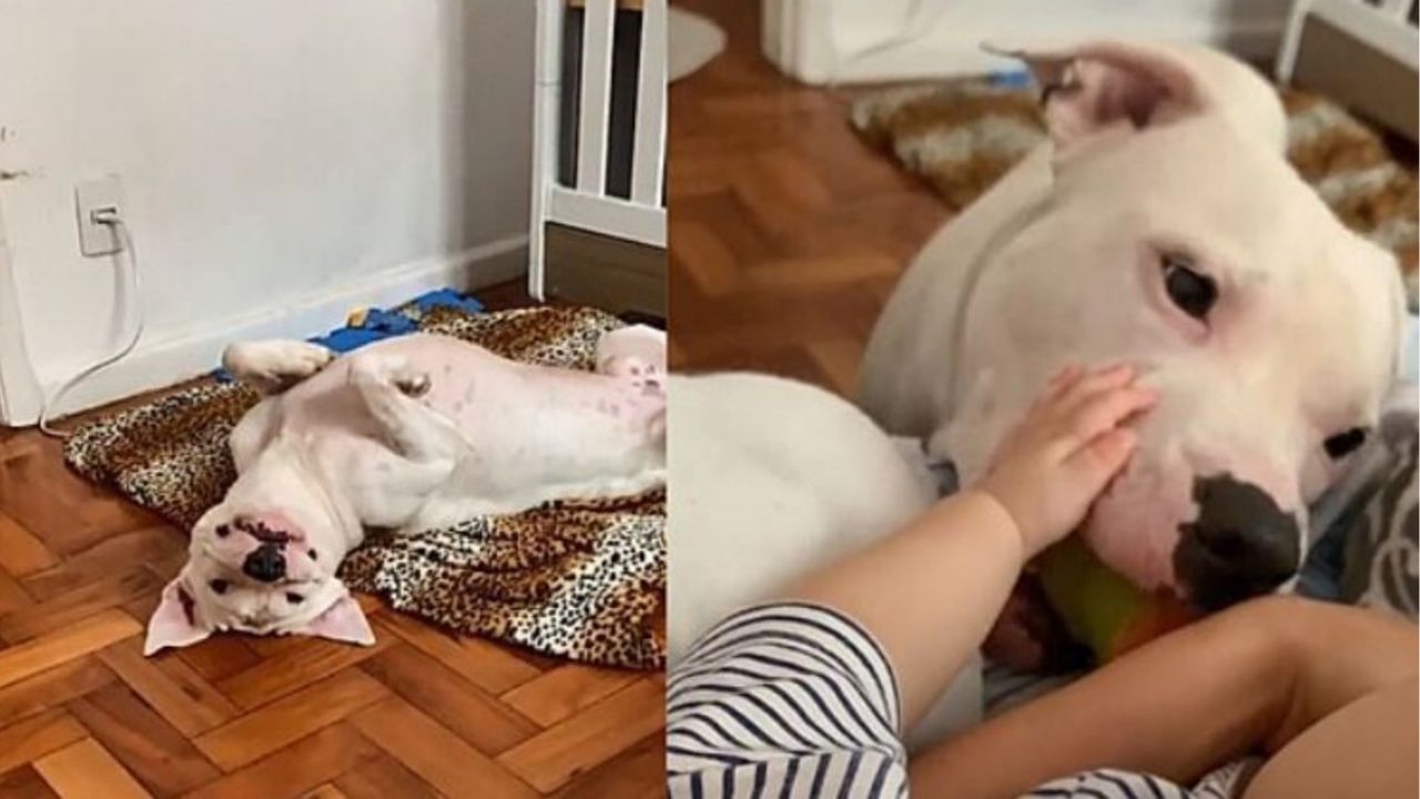 Un Pit bull che vuole giocare con un bambino
