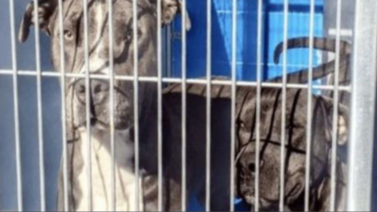 Due cani di razza Pitbull in una gabbia