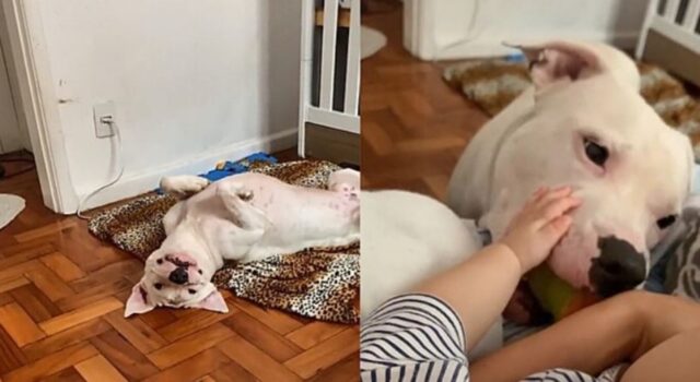 Legame speciale tra un bambino e un dolce Pitbull, conosciamoli!