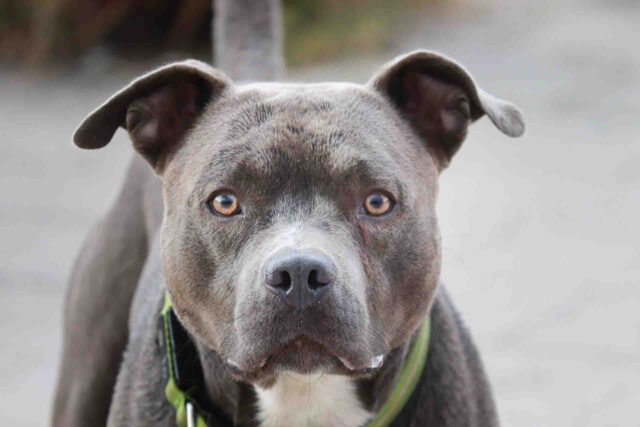 Pit bull uccide un cane al guinzaglio di fronte alla stazione di Roma