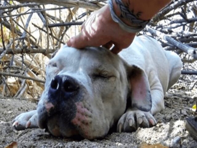 Un cane randagio decide di arrendersi ma alla fine viene salvato