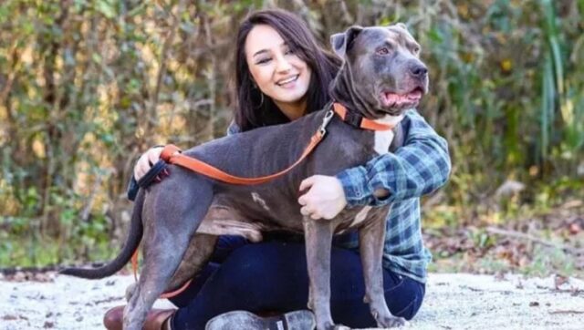 Pitbull capisce solo lo spagnolo: la proprietaria gli parlava inglese