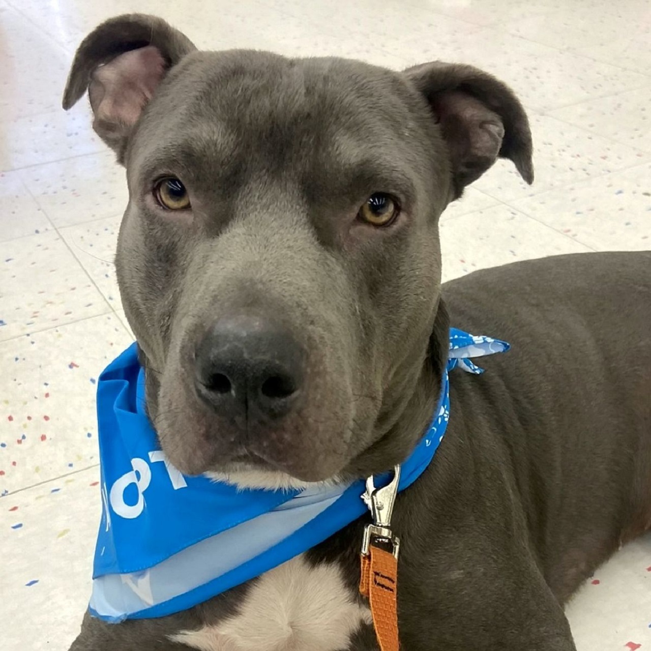 Cane di razza Pitbull con bandana blu