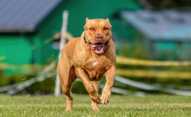 Colby, tutto su questa varietà di Pitbull