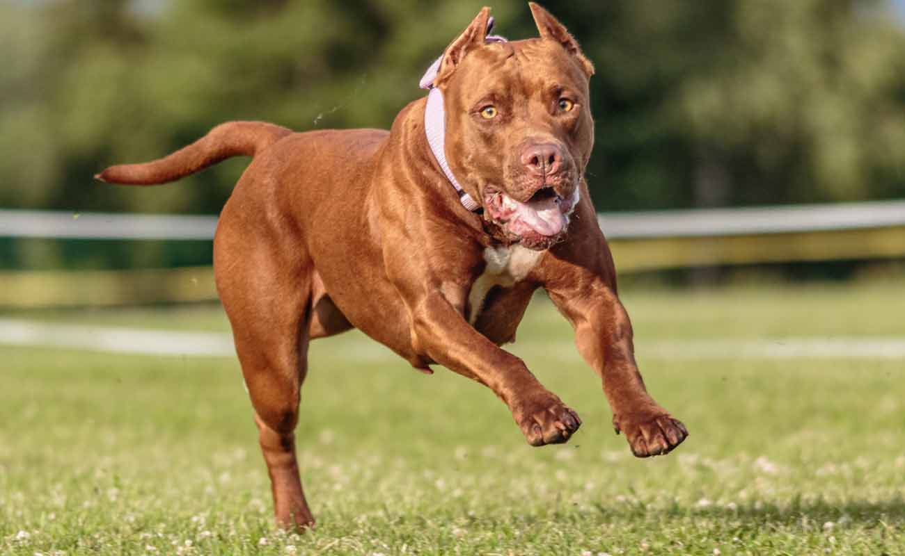 Un Pitbull Colby che corre