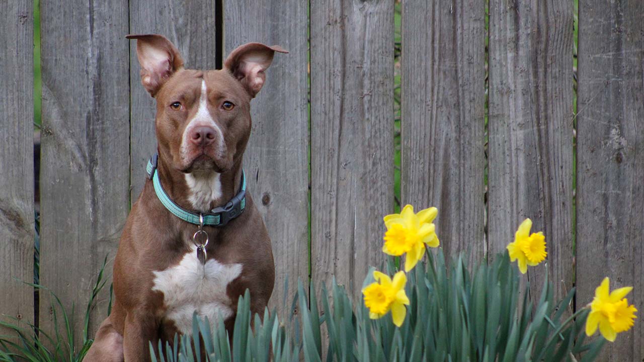 Pitbull Johnsonn in giardino