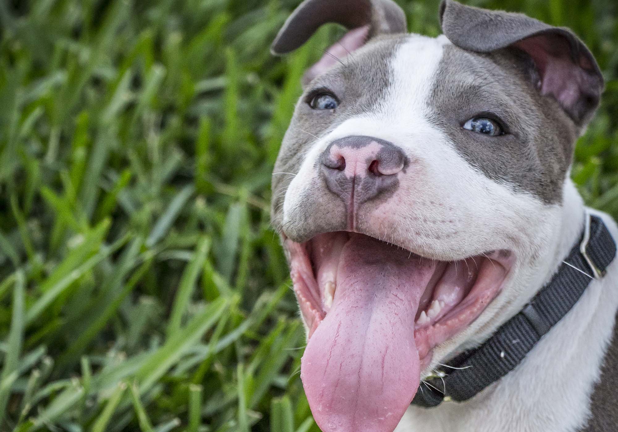 Pitbull Johnsonn che aspetta di giocare