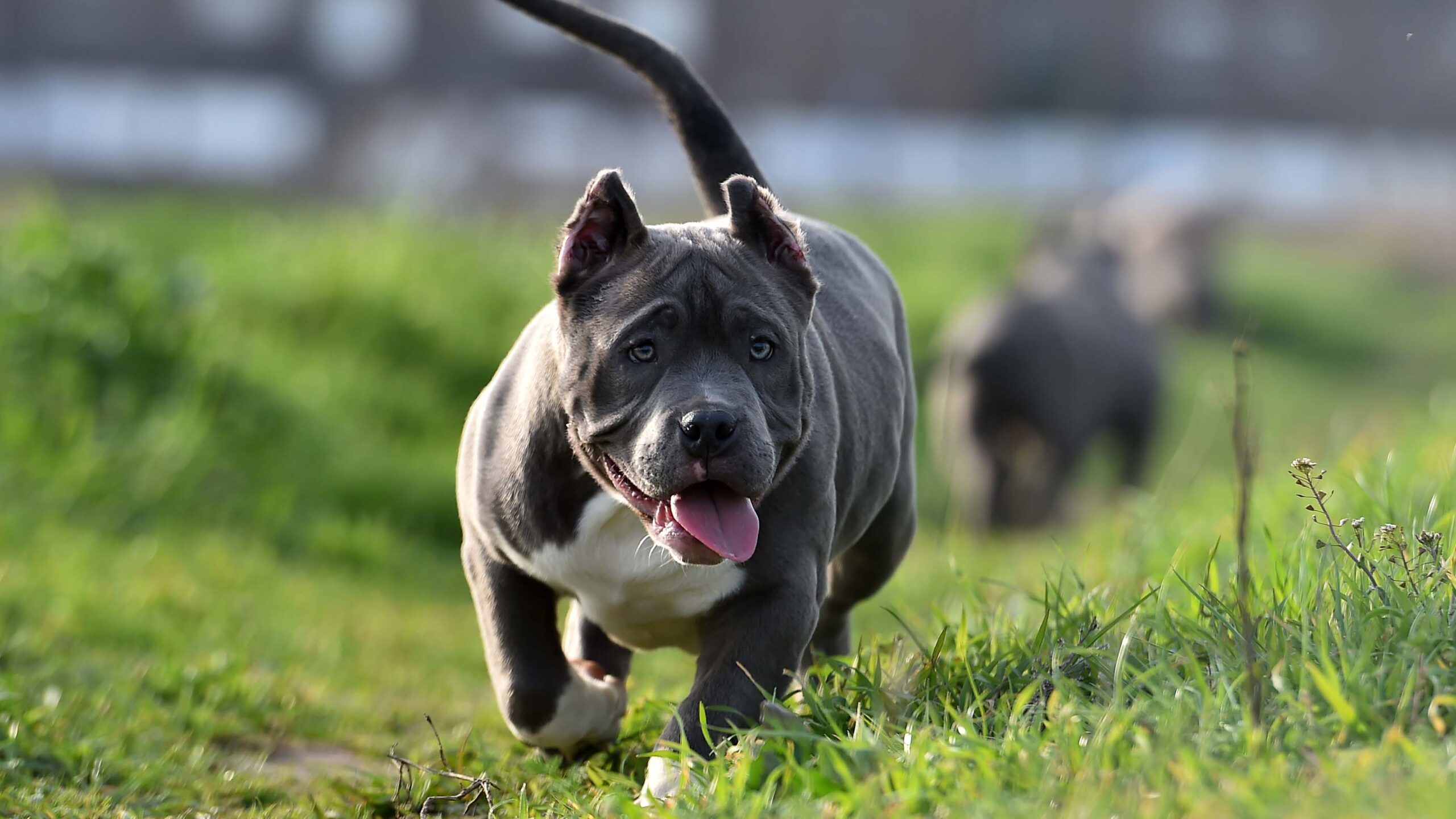 Un Pitbull Monster in mezzo al prato